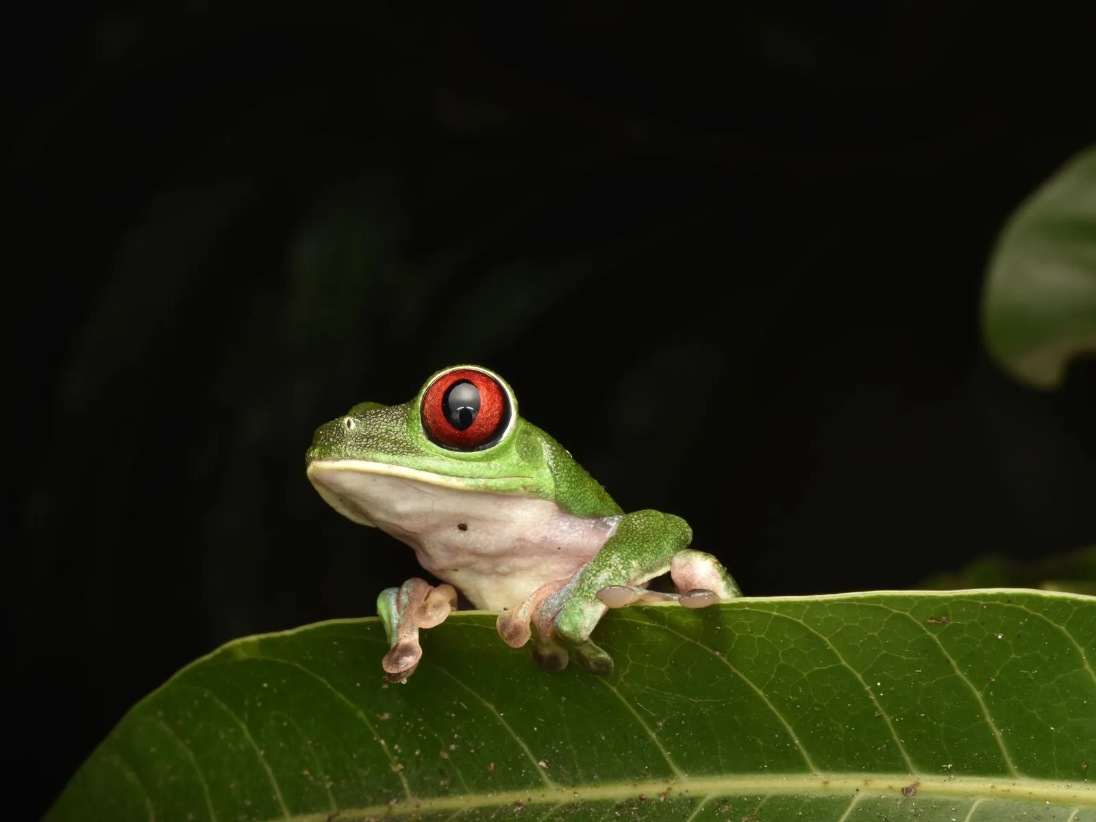 Rana de ojos rojos sobre una hoja en la noche
