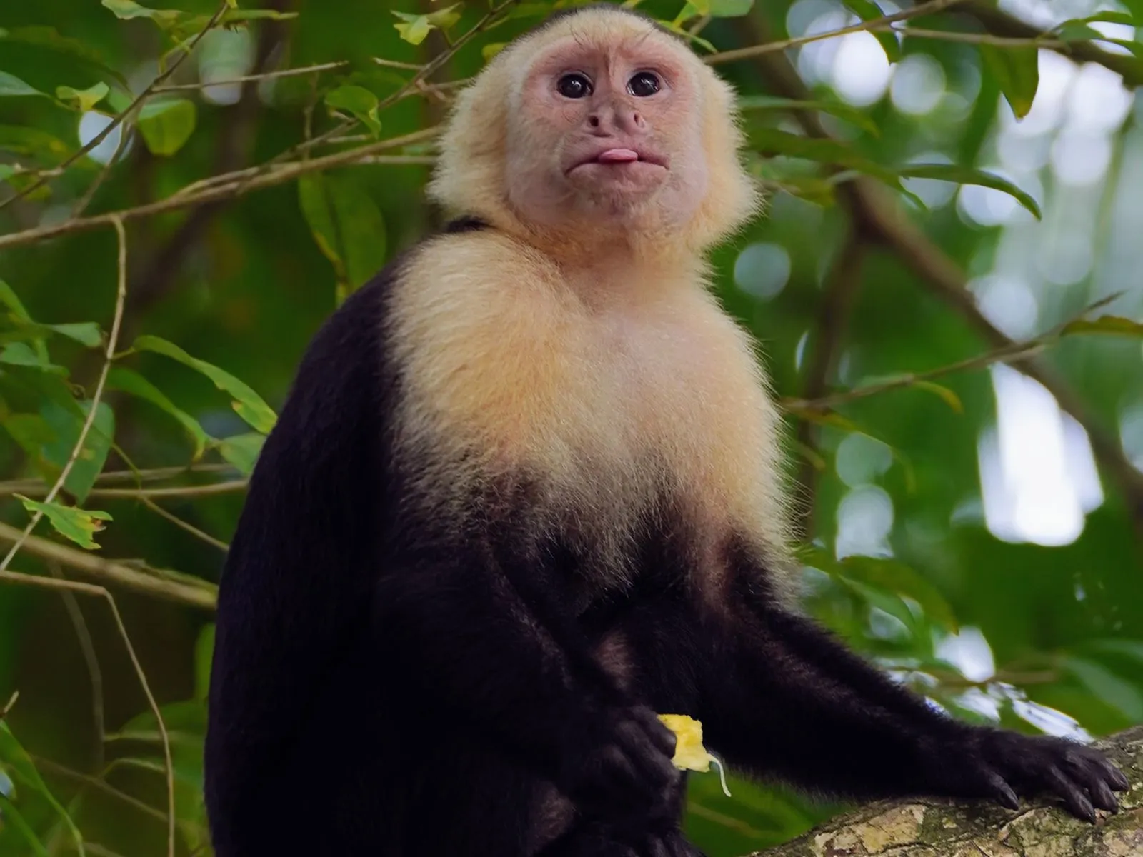 Mono cariblanco sentado en un árbol en Quepos